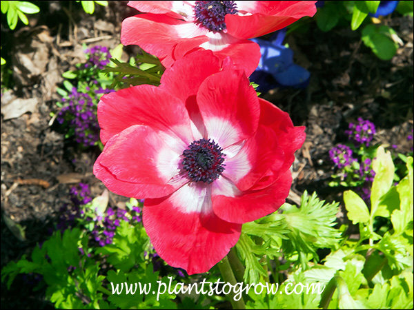 These plants had extremely bright red flowers.